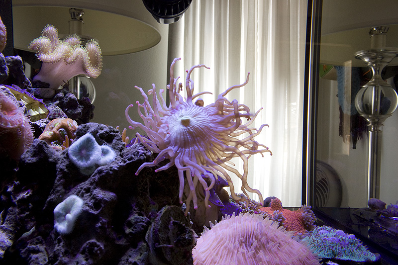 reef_tank_june_2010_4_by_eksong.jpg