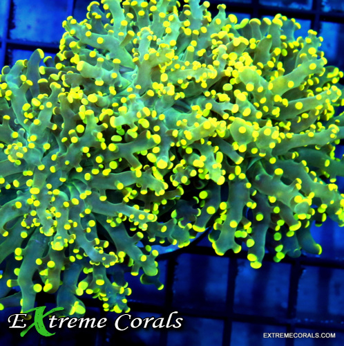 Frogspawn Corals vs. Other LPS Corals: Unveiling the Differences