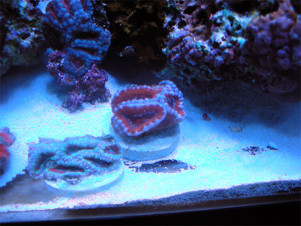 acan3.jpg