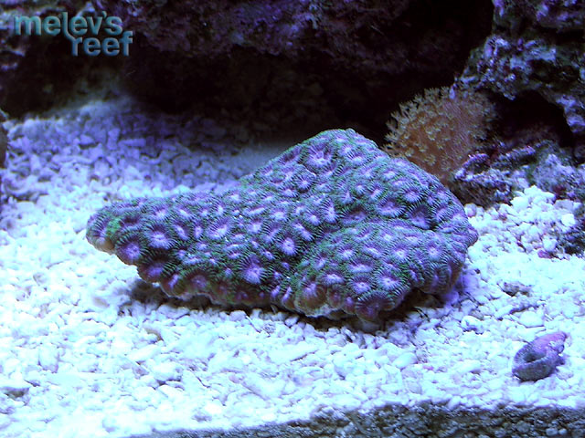 purple_favia_0408.jpg