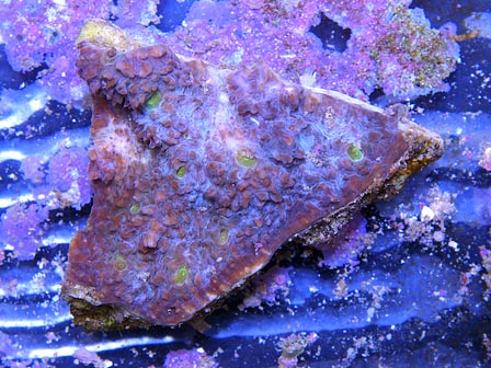 ebaycoral3.jpg