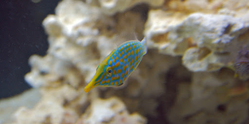 DSC_0591.jpg