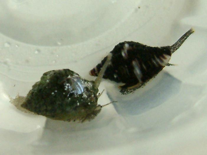 nass_vs_whelk.jpg