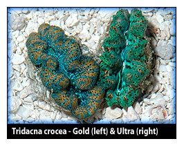 crocea_goldultra.jpg