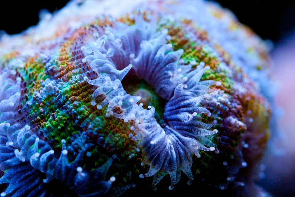 acan.jpg