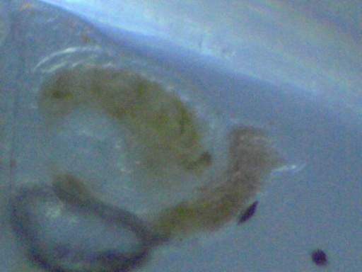 AL_263_7.jpg