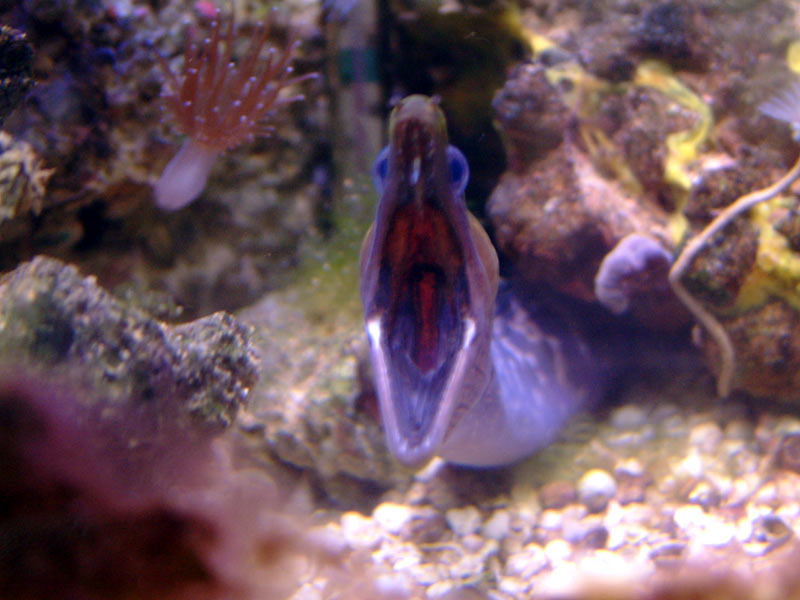 eel3.jpg