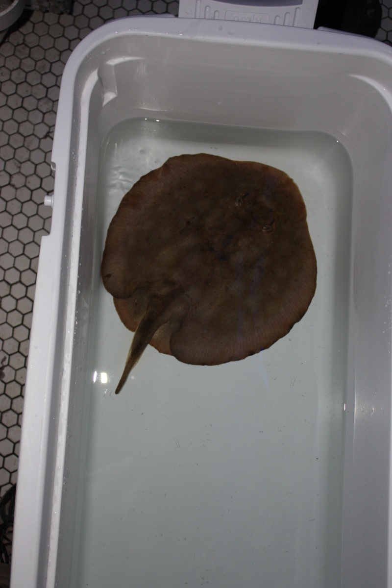 ray004.jpg