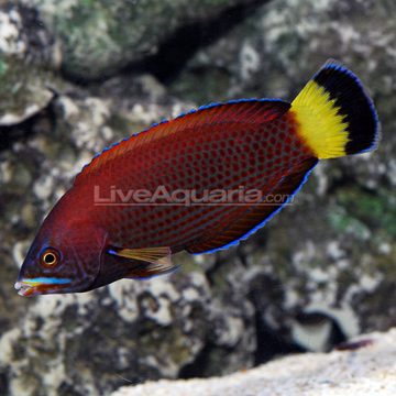 p-39595-Chiseltooth-Wrasse.jpg