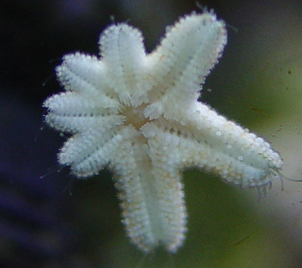 starfish3-vi.jpg