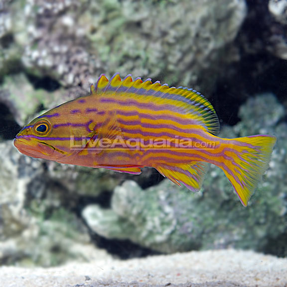 lg-89413-polleni-grouper.jpg