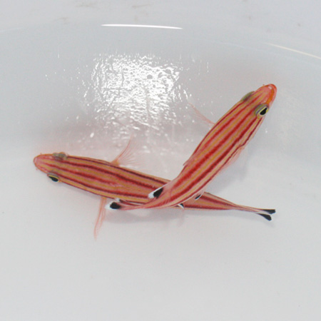 201002%2F18%2F58%2Fc0165758%5F124711%2Ejpg