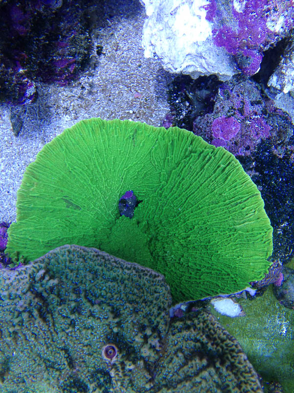 Reef_080713_005.jpg