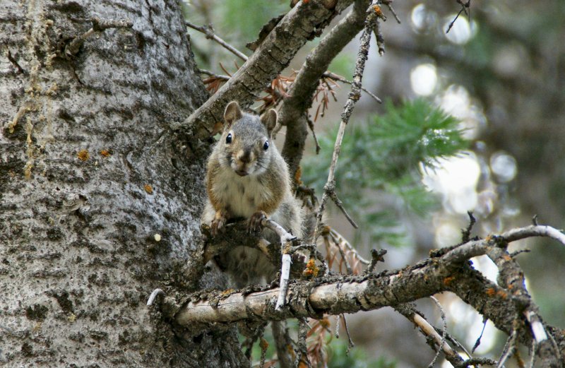 Dsc01321Squirrel-vi.jpg