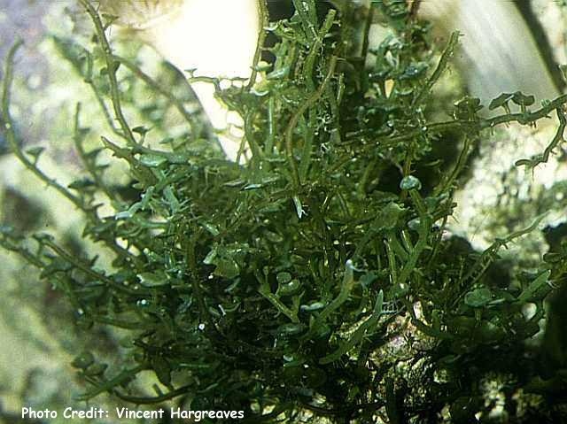 Caulerpa_nummularia.jpg