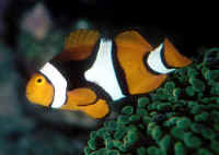Amphiprion_percula_AQ.jpg