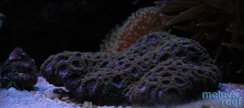 purple_favia_d70.jpg