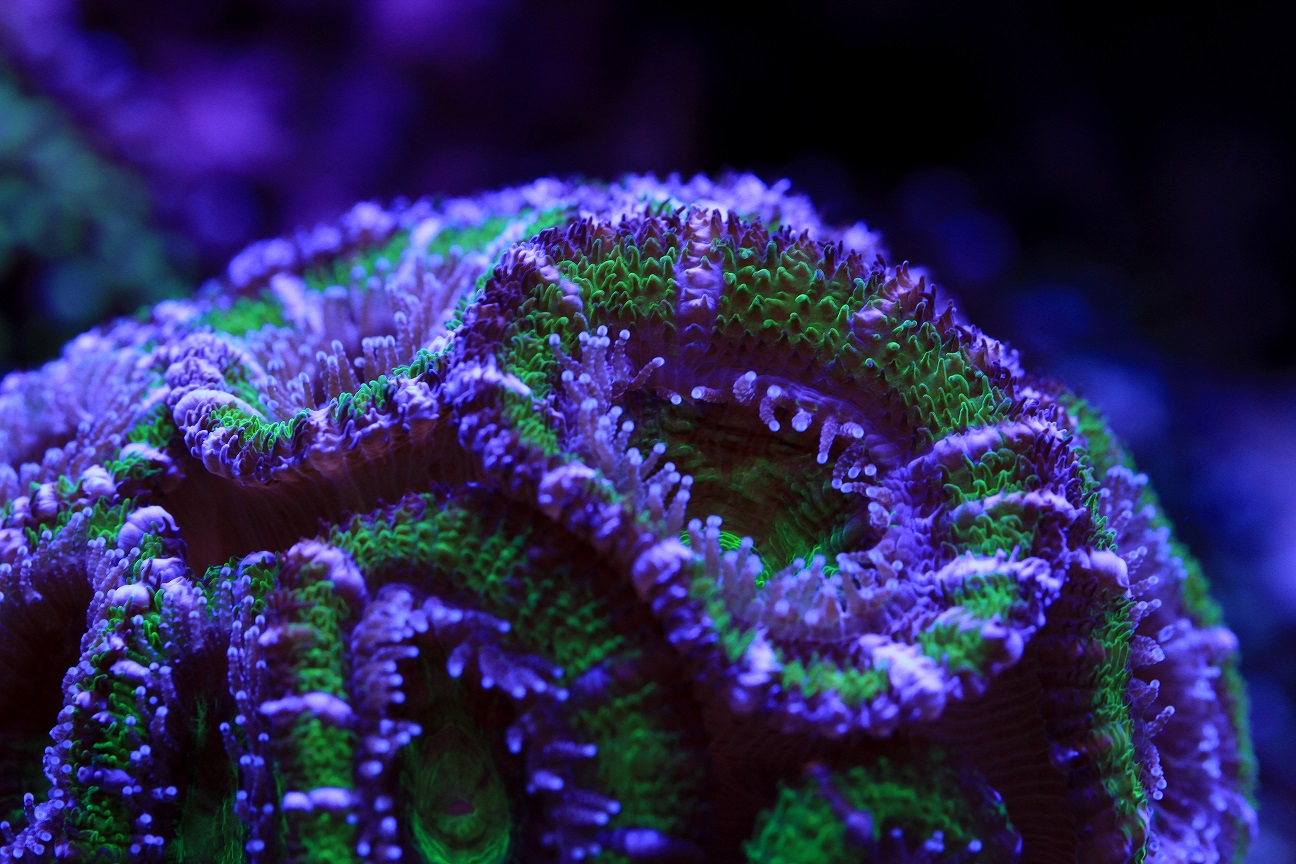 acan_g.jpg