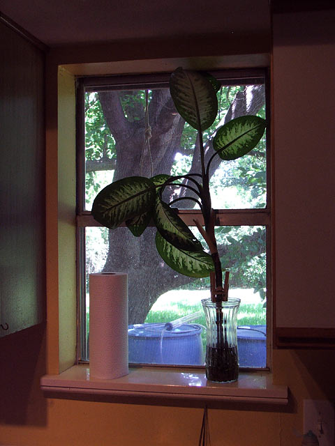 houseplant1.jpg