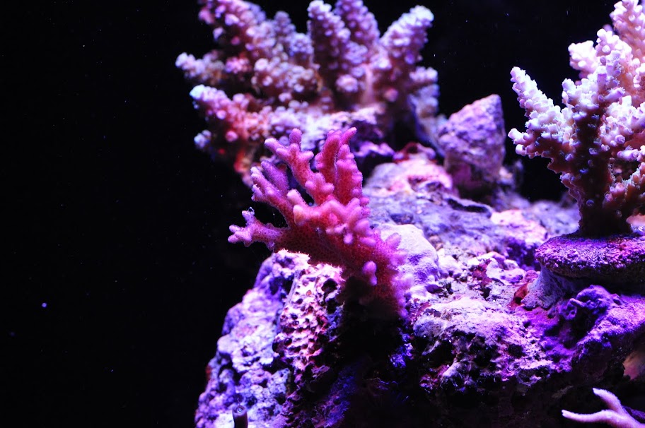 DSC_3081.JPG