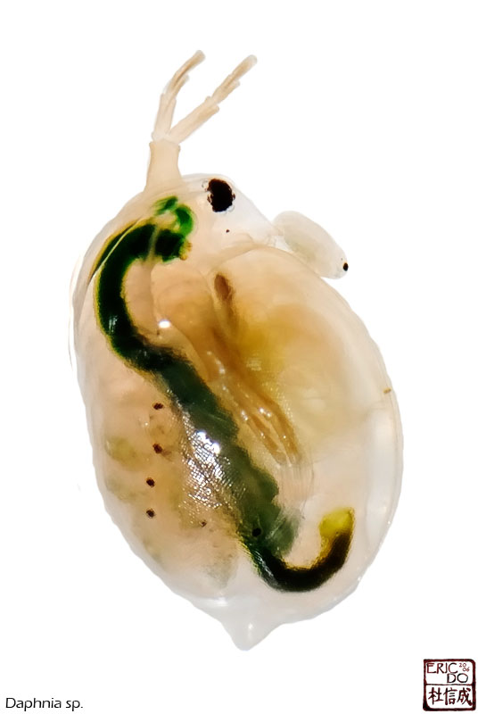 Daphnia%20sp..jpg