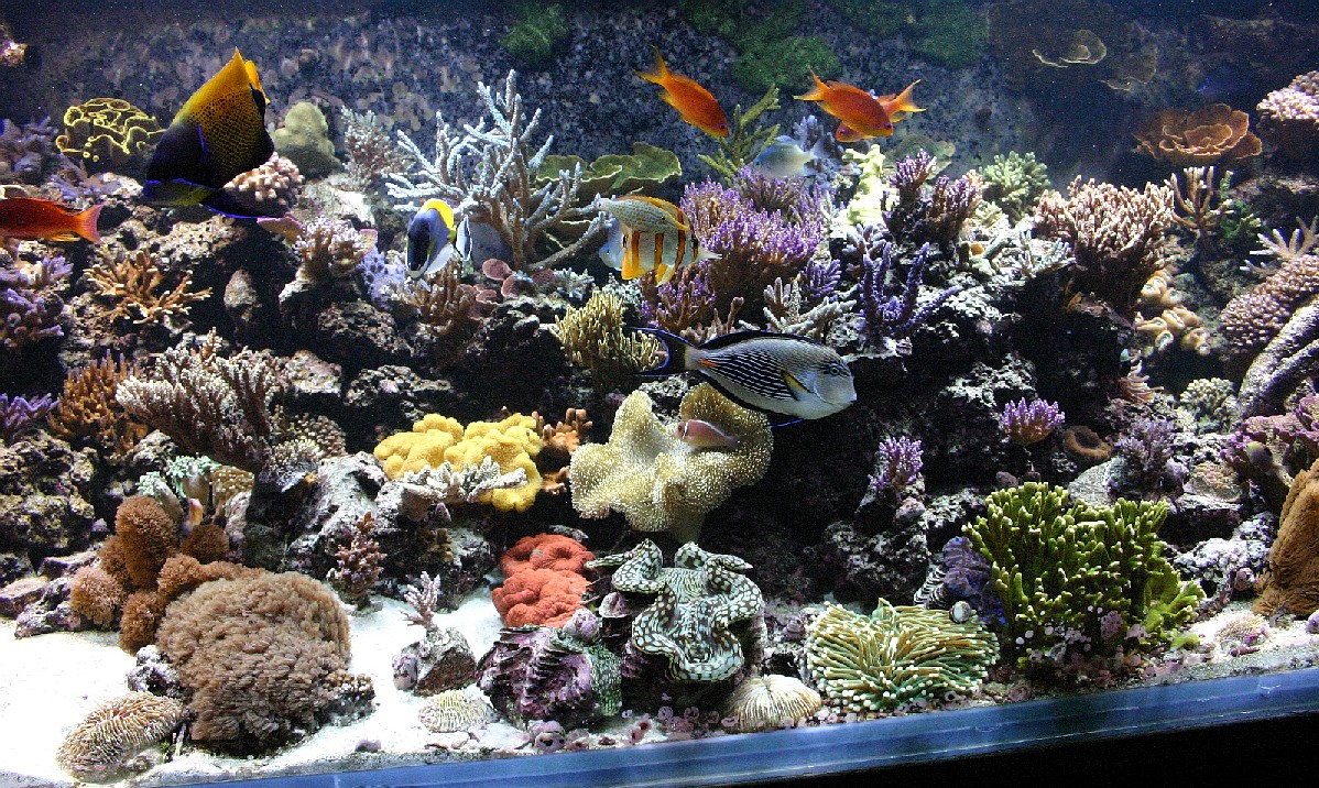 center%2520tank%2520shot%2520for%2520article.jpg
