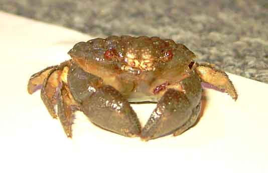 crabid1.jpg