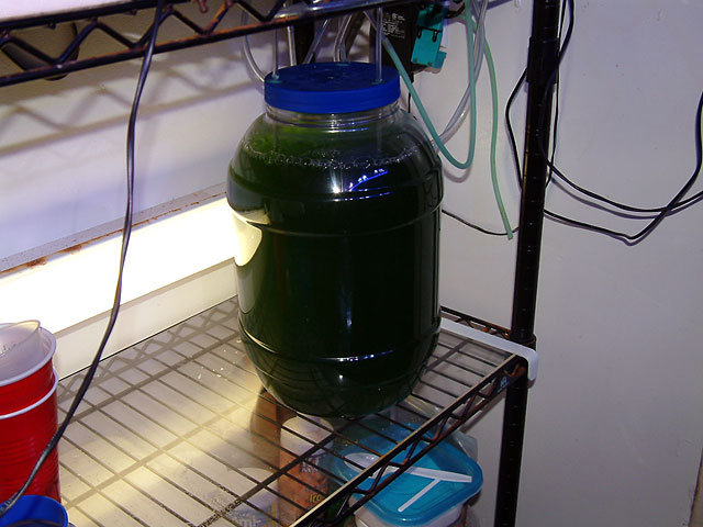 phyto_0131.jpg