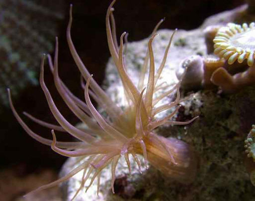 Aiptasia%202.jpg