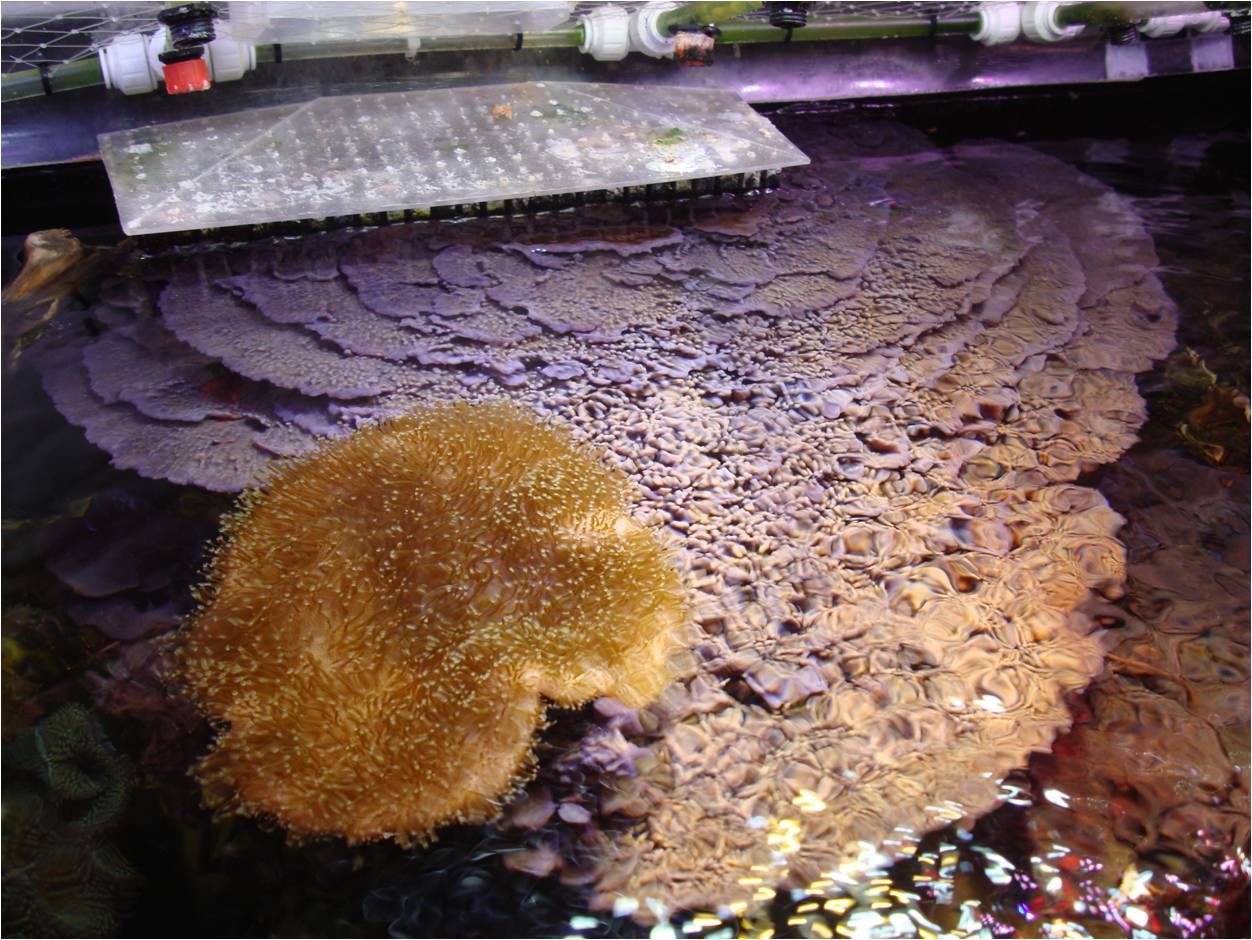 Above-big-sponge-small.jpg