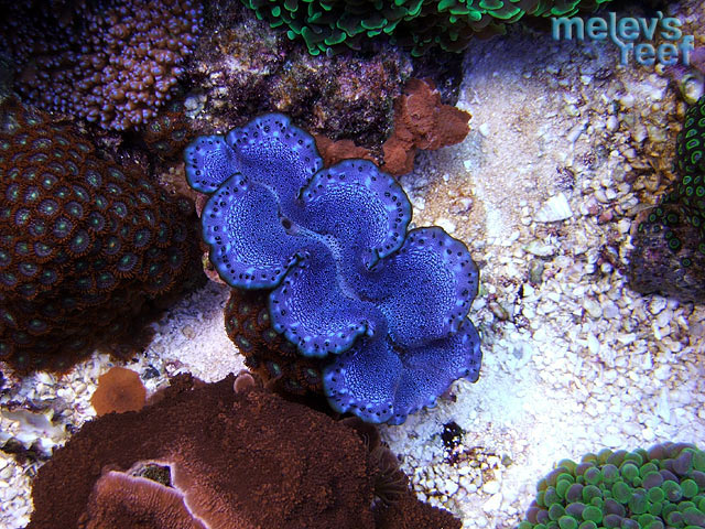 td_maxima_0516.jpg