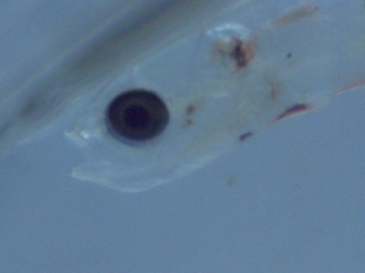 GBG_458_3.jpg