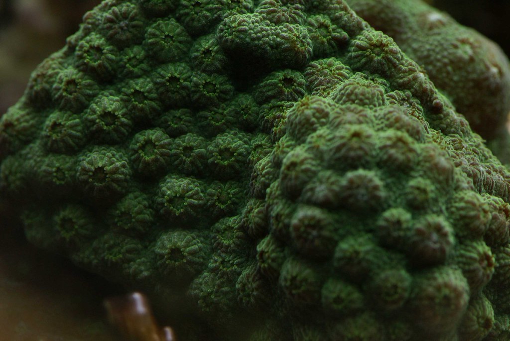 1470493883_86d16e7bde_b.jpg