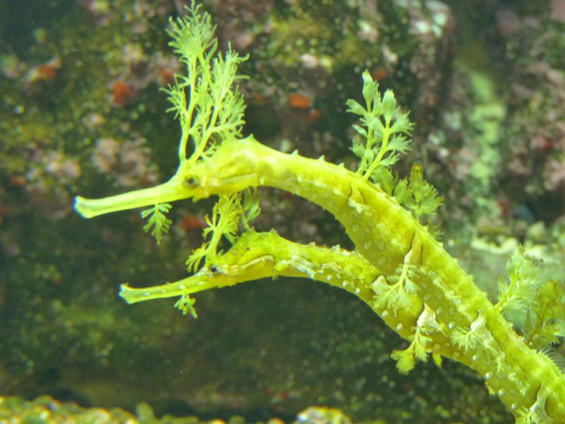 haliichthys--taeniophorus-02.jpg