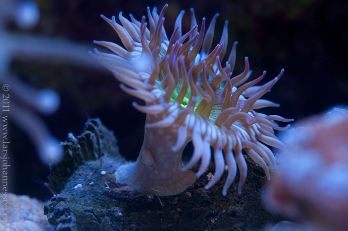 20110613-_DSC2378.jpg