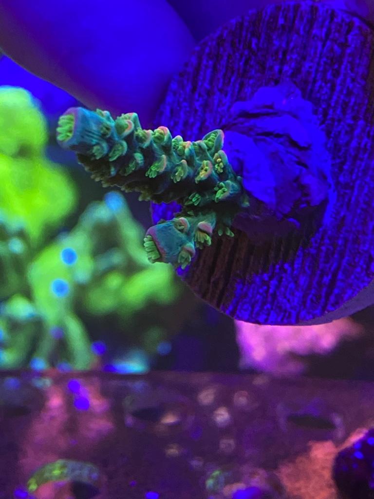 f45b80d577c88a66cecb5e3c12117cf4.jpg