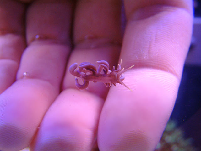 nudi2.jpg