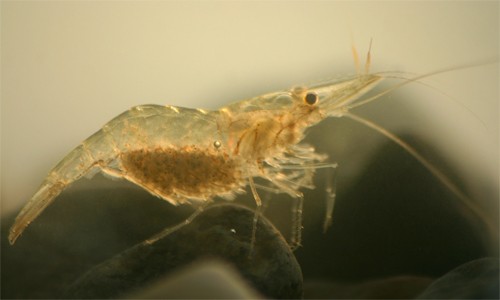 Common_Grass_Shrimp_page_image.jpg