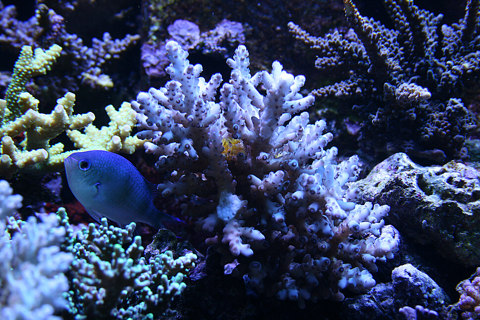 ozblue.JPG