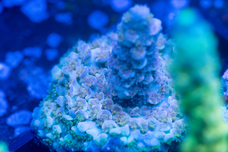 DSC_5662-L.jpg