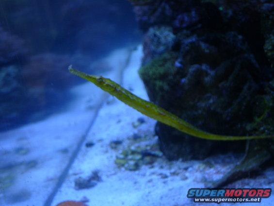 fish-tank-030.jpg