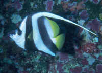 Heniochus_acuminatusAND.jpg