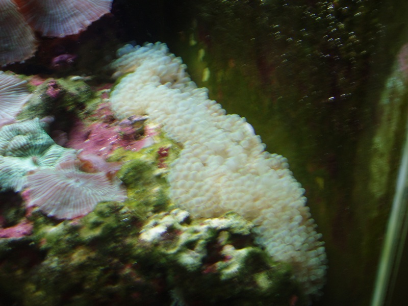 Anemone2.JPG