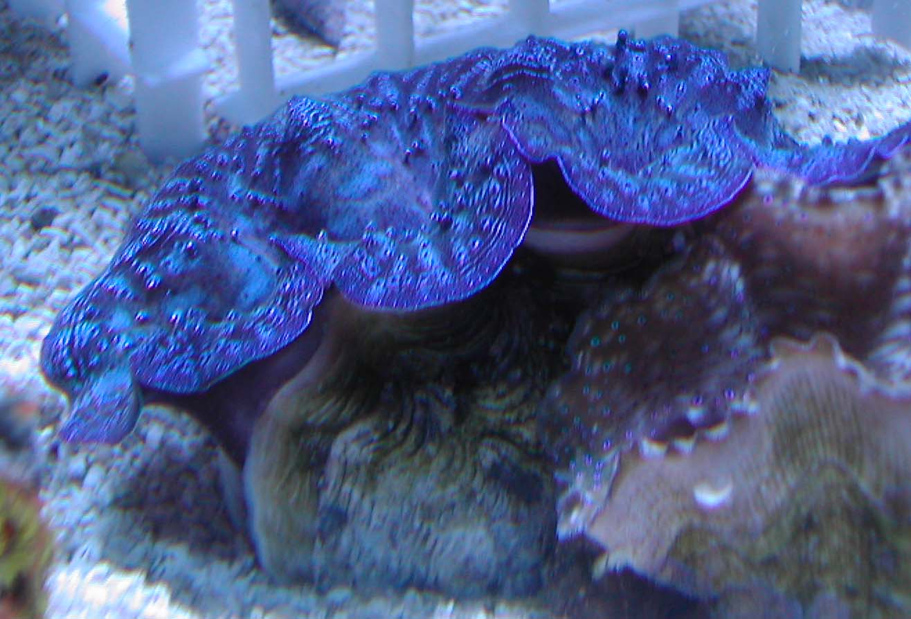 clam.jpg