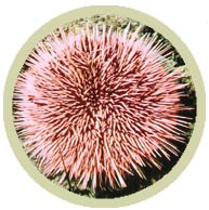 pw79310pincushion_caribbean.jpg