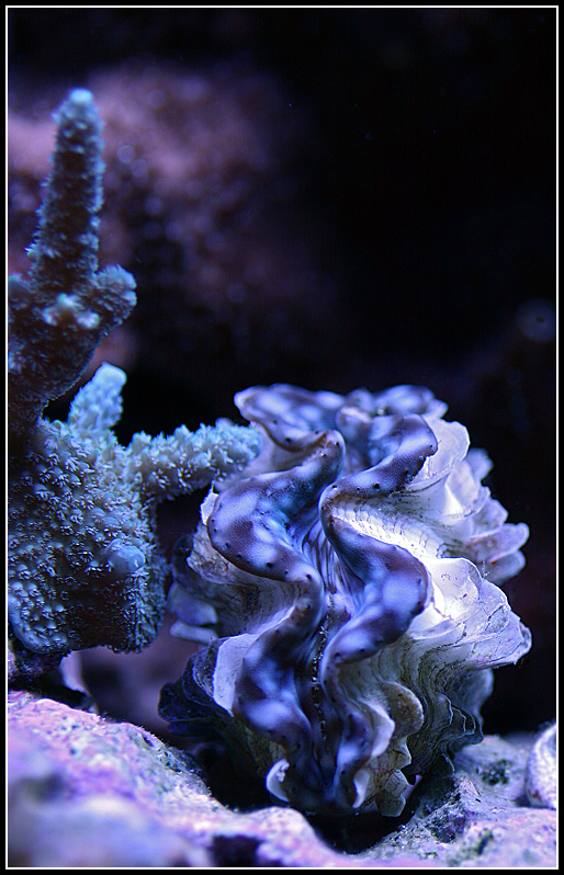 687_blue-squa-vert.jpg