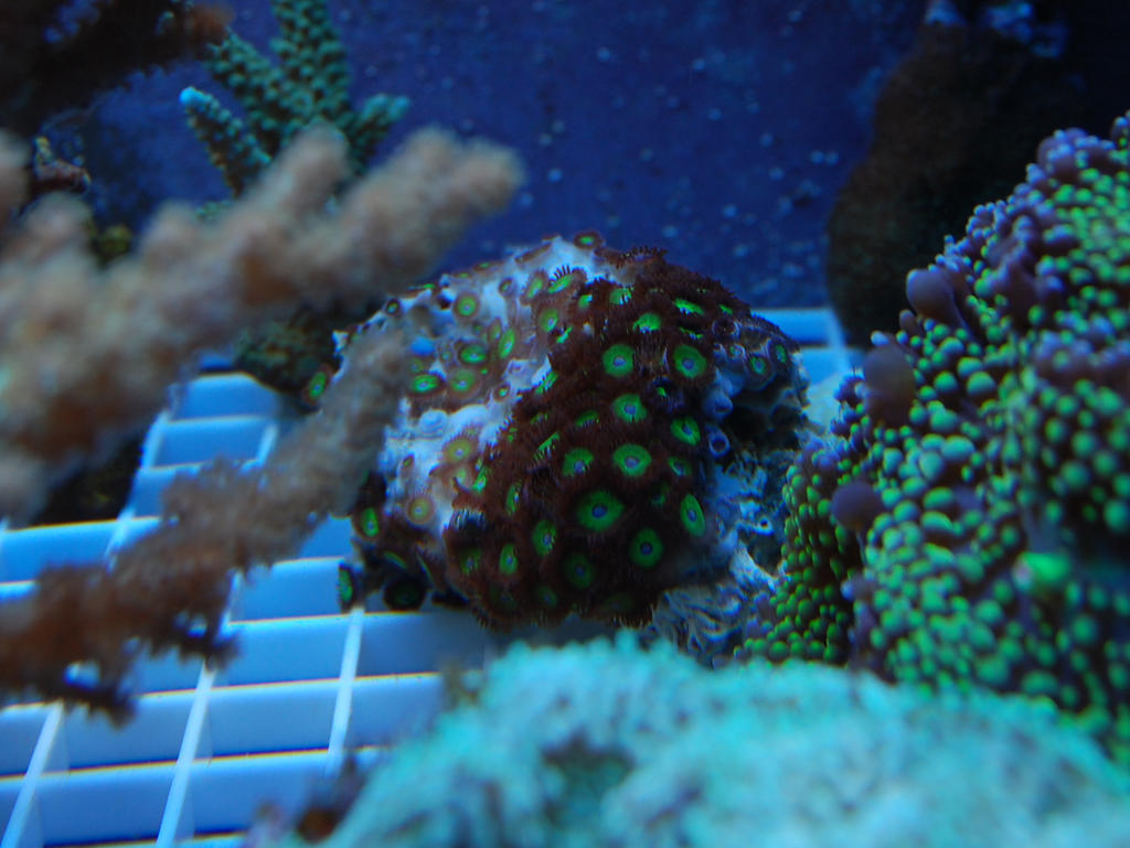 Green_Zoas_by_Logzor.jpg