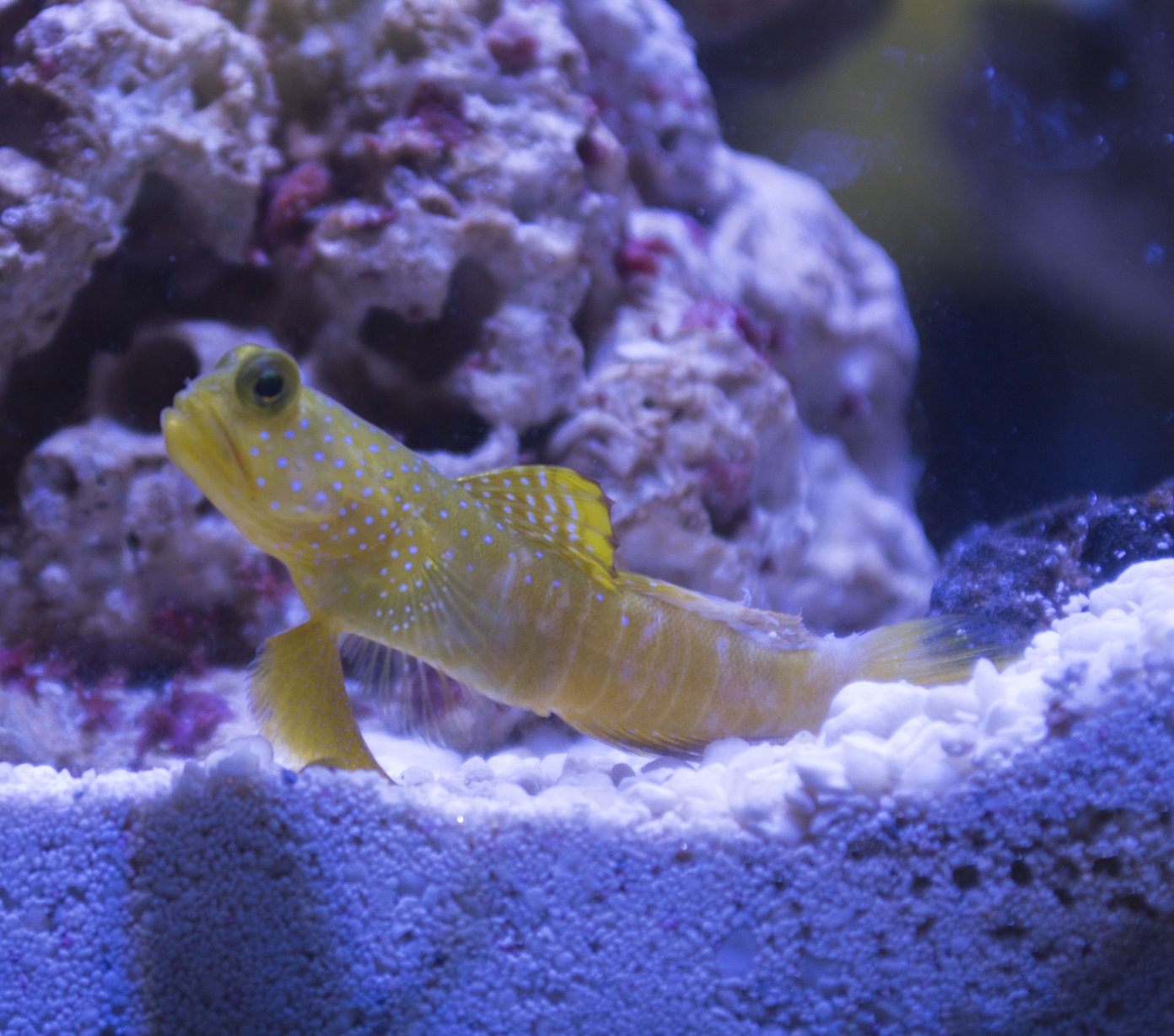 Goby1.JPG