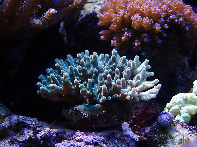 granulosa_0707.jpg