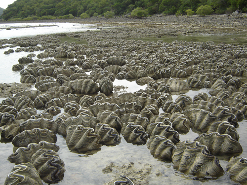 clams.jpg